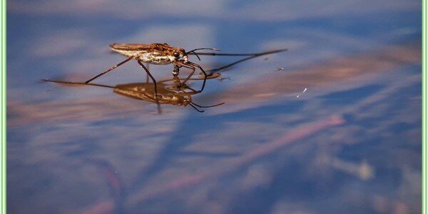 Поверхностное натяжение, или можно ли бегать по воде?