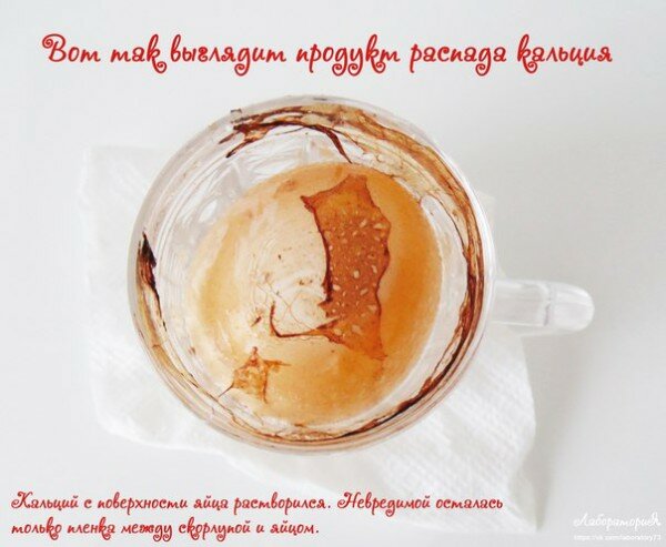 Опыты с яйцом Опыты с уксусом и яйцом