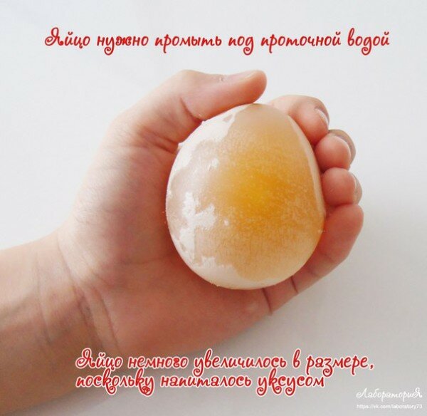 Опыты с яйцом Опыты с уксусом и яйцом