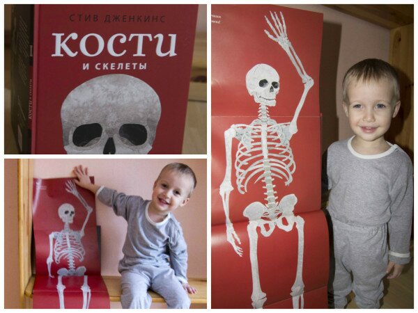 Обзор детской книги Кости и скелеты