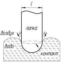 Лапка водомерки
