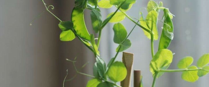 От семечка до ростка. Что необходимо семенам для прорастания