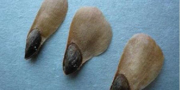 Как распространяются семена растений