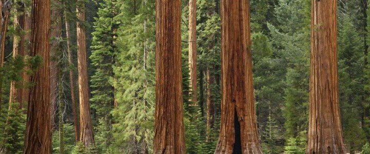 Почему деревья не растут до самого неба?